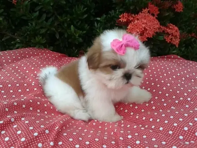 Shih Tzu Bolinhas de pelo procurando um lar