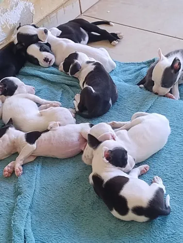 Filhotes de Pitbull para venda