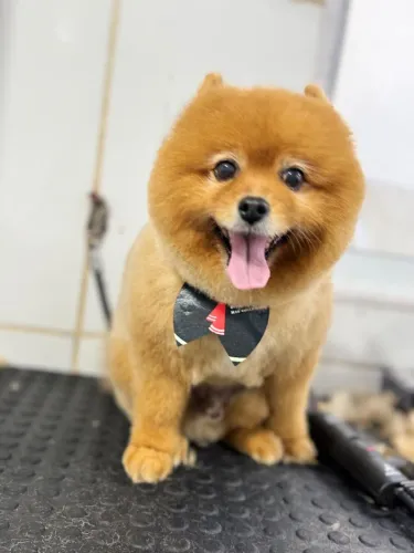 Tosador ou banhista pet