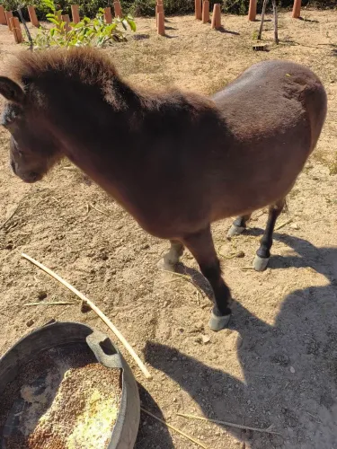 Cavalo pônei