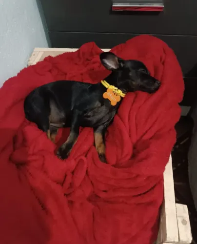 vendo pinscher 1 fêmea 