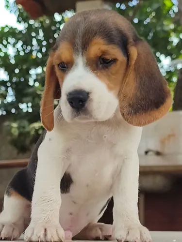 Filhotes de Beagle com Pedigree