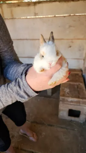 Coelho pet