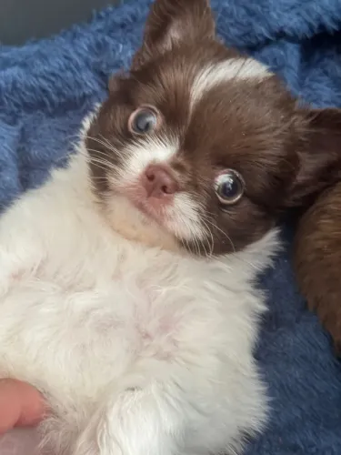 Chihuahuas lindos bebês 
