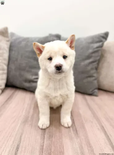 Shiba Inu | Filhotes com pedigree | Chama no WhatsApp 