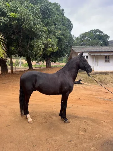 Cavalo mangalarga marchador 