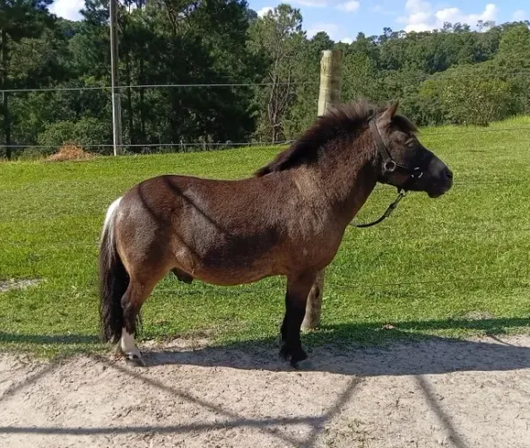 Pônei macho