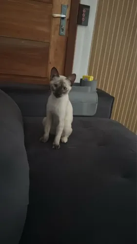 Estou doando uma gatinha fêmea siamês ela tem 4 meses e é dócil e amorosa ,entrego 