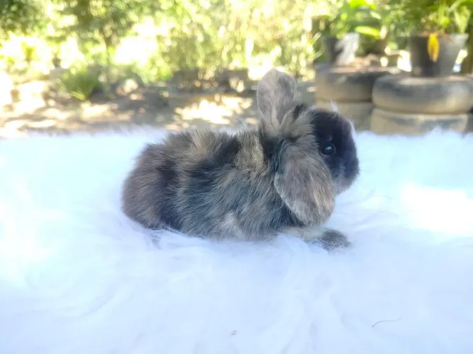Coelho mini lop macho