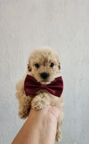 Filhotes de Poodle Toy Macho