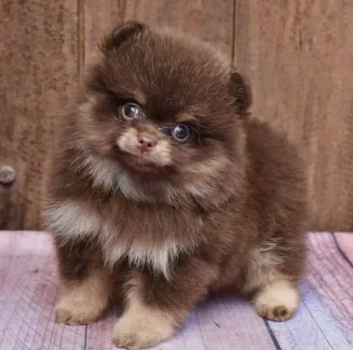 Spitz alemão bebê