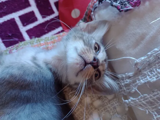 Doação de gatinhos