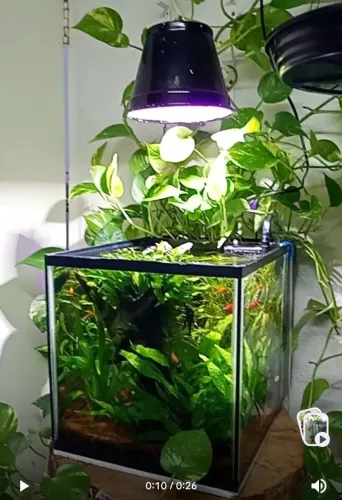 Aquário plantado cubo 36lts completo com móvel vai como está na foto