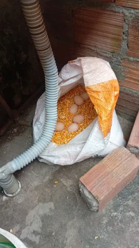 Vendo Ovos férteis da linhagem Indio gigante Puro
