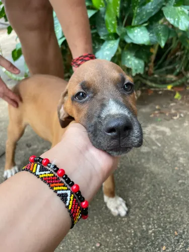 Cachorro filhote para doação
