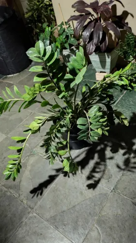 Planta zamiocuca