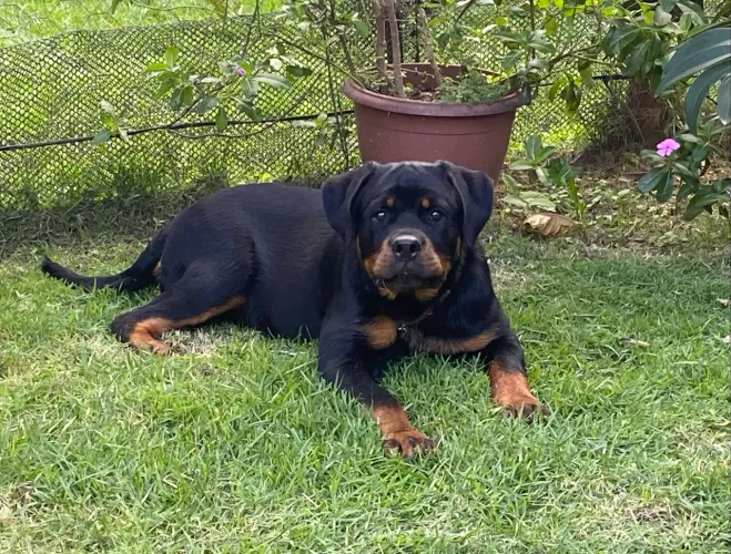 Rottweiler fêmea 4 meses. Pedigree CBKC