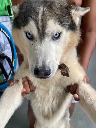 Doa-se husky, motivo falta de espaço, ele é dócil, porém precisa de um espaço maior