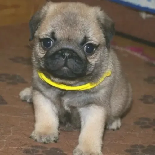 Filhotes de Pug | Filhotes super obedientes.