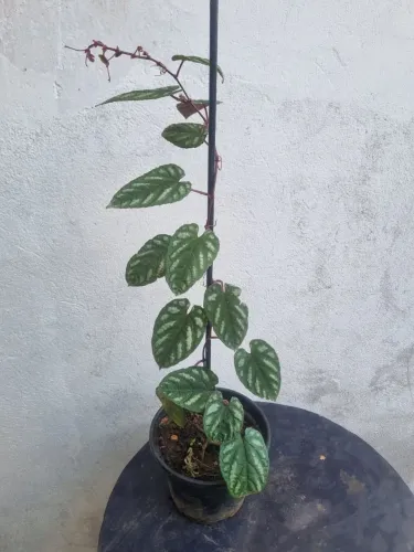 Planta Cissus Discolor/Javana