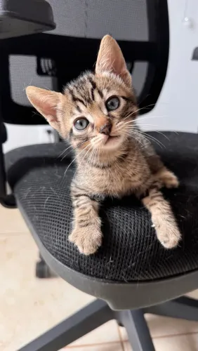 Adoção responsável - Gato filhote macho