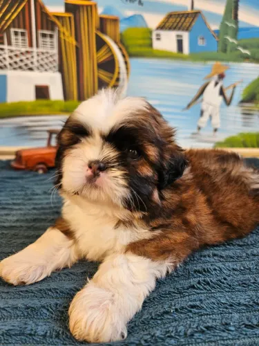 Lindos filhotes da raça Shih-Tzu