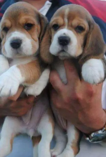 Beagle ? V10 Importada/Contrato/Garantias de Saúde: Compra com Segurança