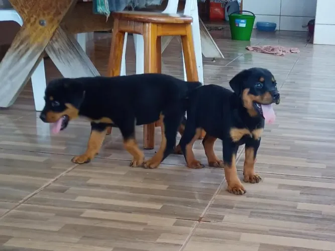 Venda filhotes Rottweiler fêmea 3 mêses 
