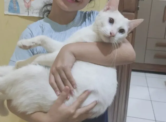 GATINHO DESAPARECEU. 