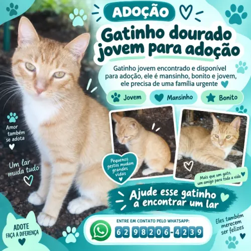 Gatinho dourado mansinho disponível para adoção