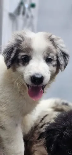 Filhotes de Border Collie R$700,00