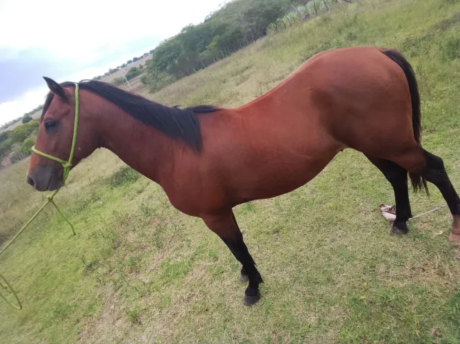 Cavalo pequira com quarto de milha