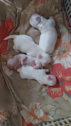 Cachorro ?