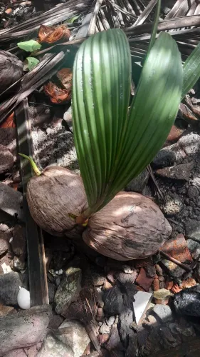 Vendo mudas de coqueiro anão de Iguaiba