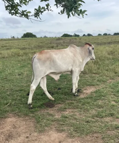 Bezerro Gir c/ Nelore