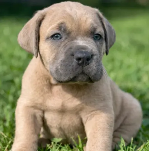 Cane Corso,Cane Corso Filhote Top Padrão da Raça