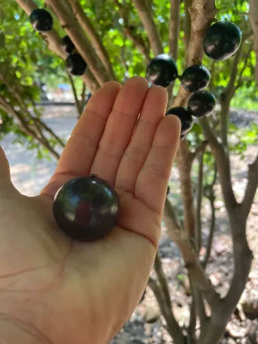CHÁCARA A VENDA, RICA EM ÁGUA - MINAÇU/GO