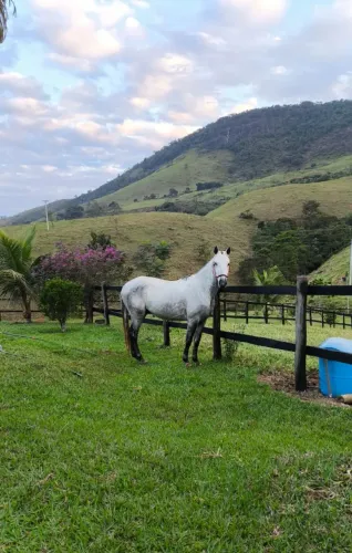 Cavalo