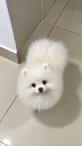 Spitz alemão anão