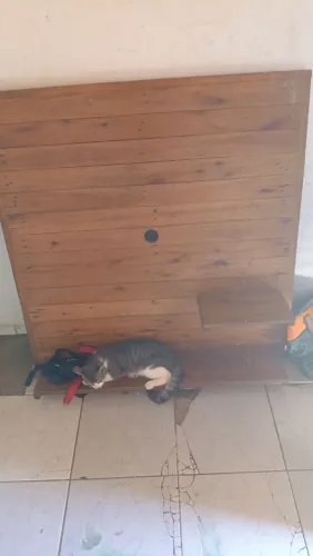 Palet novo