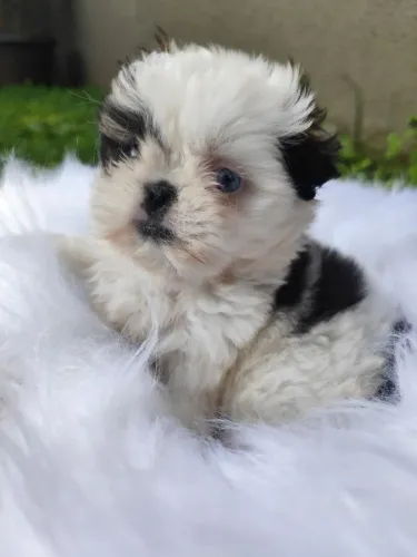 ShiTzu Mini Macho 