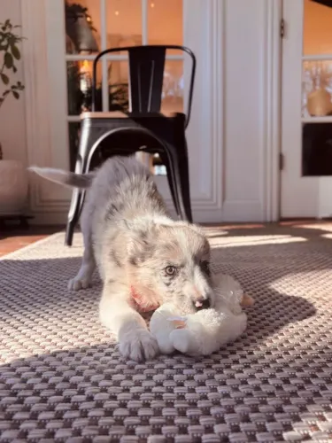 Filhotes de Border Collie | Companheiros fofos e super carinhosos!