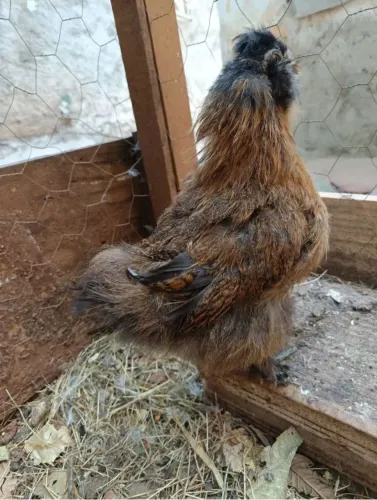 Vendo casal de sedosas perdiz