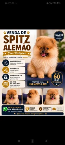 Vendo filhotes Spitz alemão