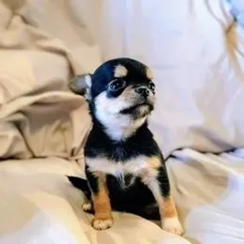 Chihuahua,Chihuahua Filhote Disponível Entrega Facilitada