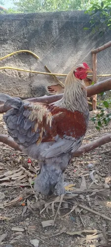 Venda de galo raça Brahma