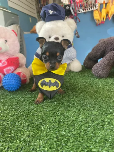 Pinscher macho minúsculo $1.800,00