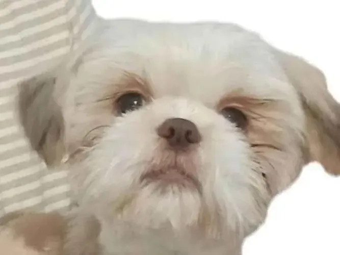Doação cachorro shitszu