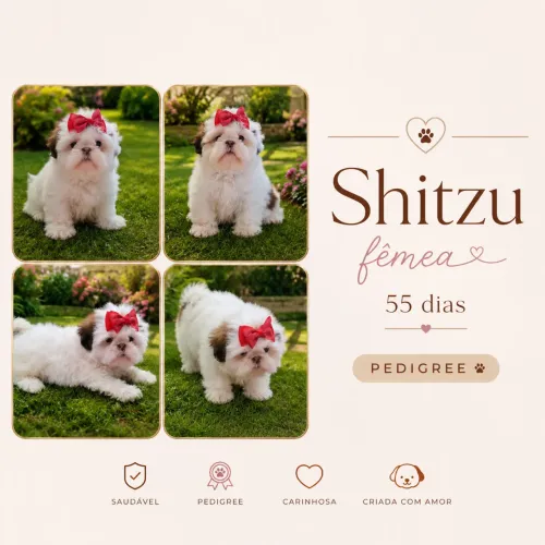 Shitzu fêmea 55 dias com Pedigree