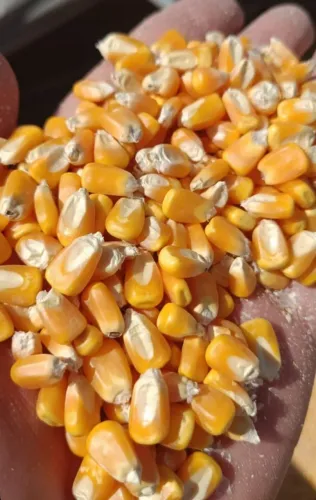Venda de Milho, Quirera de Milho e Farelo de Soja Direto do Produtor